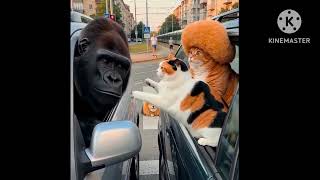 #@Yellow cat 🐈 funny video #@