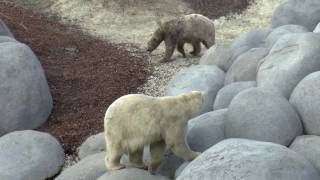 Die Eisbär Mädchen Nela und Lale  im Wildlands Adventure Zoo in Emmen