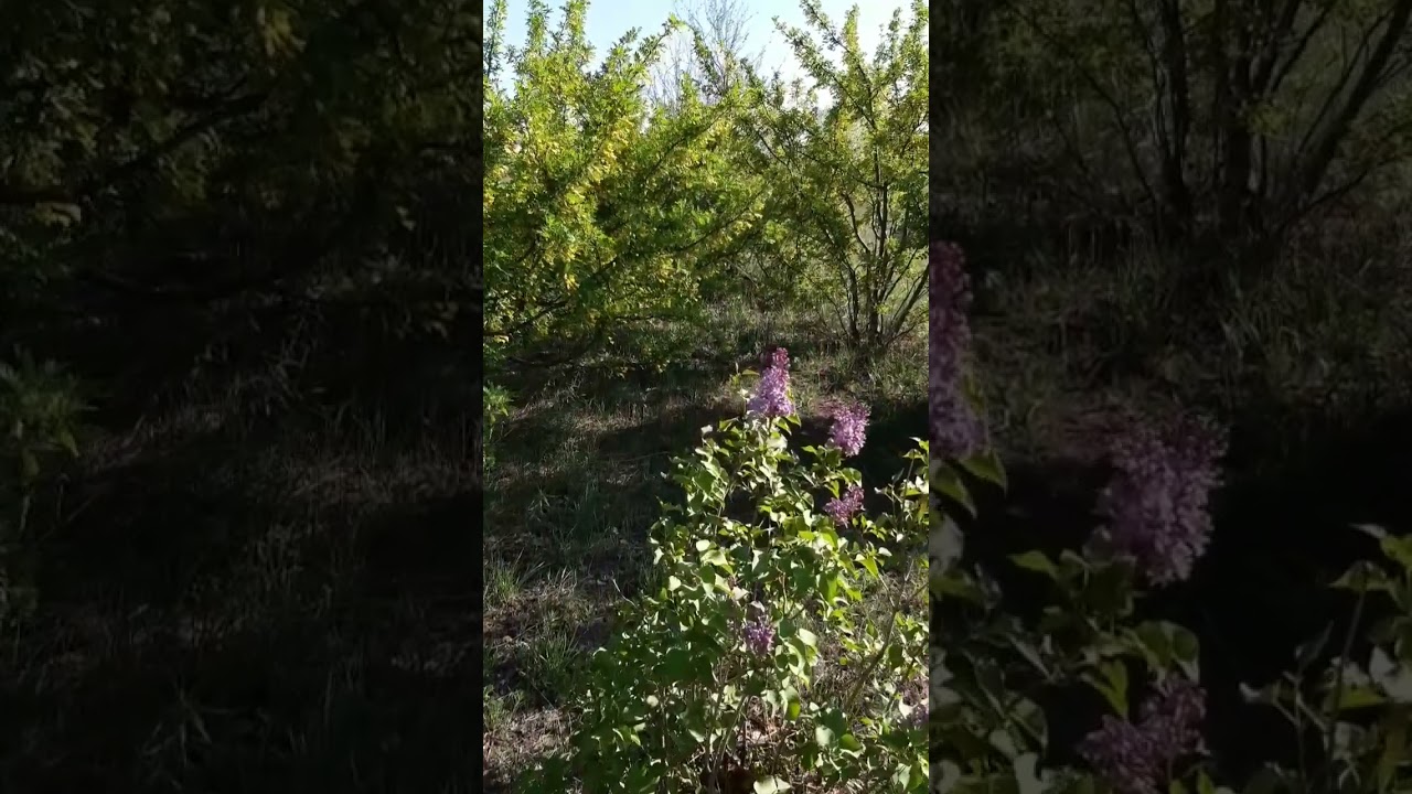 Кустик сирени цветет среди желтой акации / A lilac bush blooms among the yellow acacia