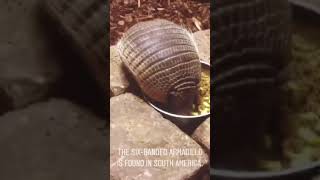 Six-banded Armadillo