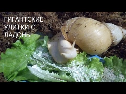 Video: Pumzika Huko Karelia: Kutoka Uliokithiri Hadi Idyll