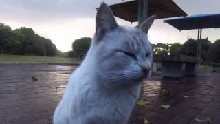 【公園の猫】雨上がりの公園、公園に住む猫ちゃんたちの様子を見てきた