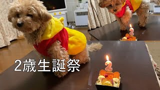 マルプー2歳になりました/Malpoo is two years old.