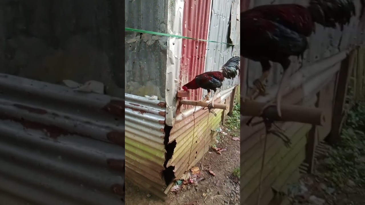 my Kubo house 🏠🏠 