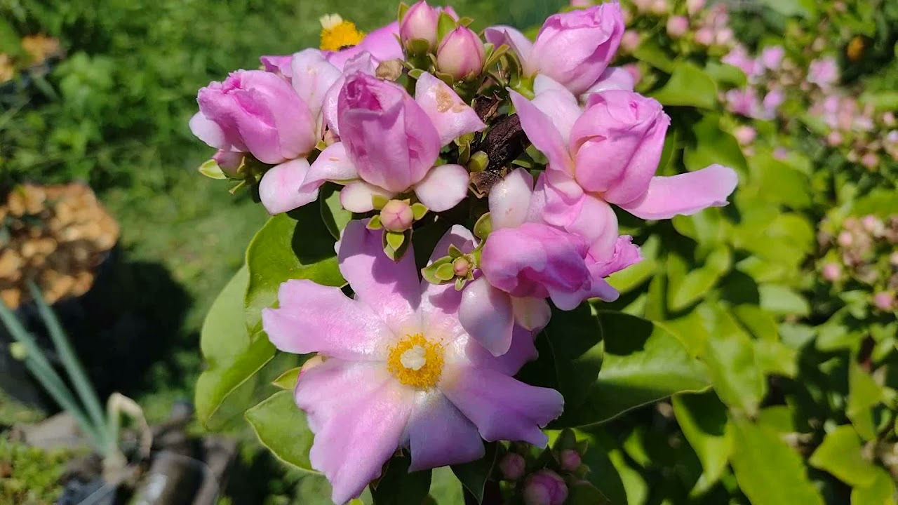 Apresentolhes a OraProNóbis da Flor Rosa (Pereskia grandifolia) e Bertalha Roxa (Basella
