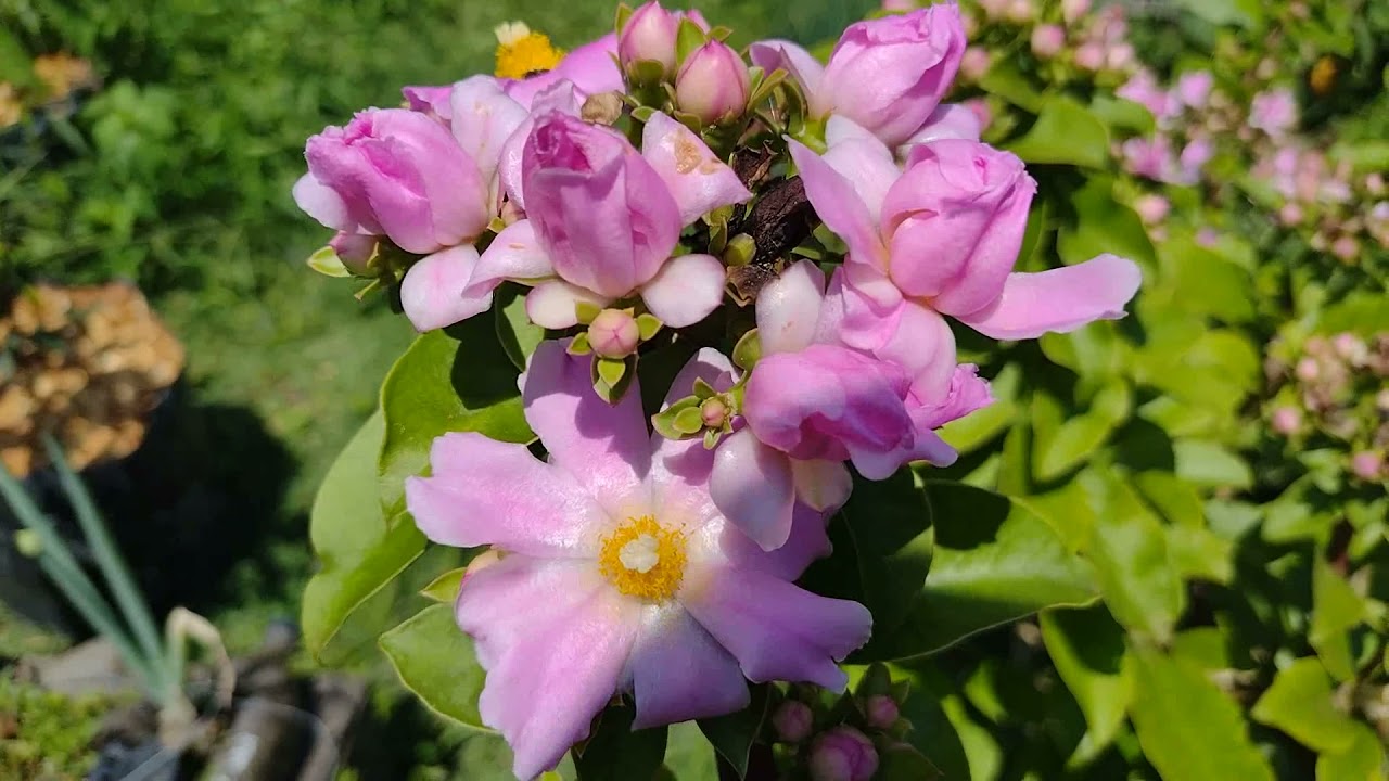 Apresento-lhes a Ora-Pro-Nóbis da Flor Rosa (Pereskia grandifolia) e  Bertalha Roxa (Basella rubra) - thptnganamst.edu.vn