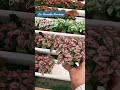 Let's buy some plants! La Sumida nursery, Santa Barbara #plants #plantshopping #nursery #garden