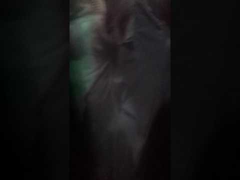 الصاحب السمو الامير أحمد بن بندر السديري واوالادة