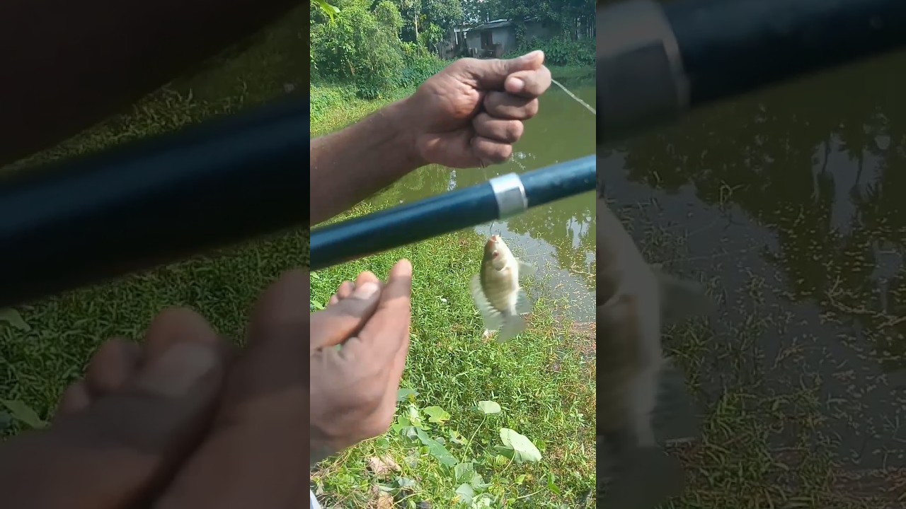 Catch of The day | Catch fish | Village fishing |Pond fishing