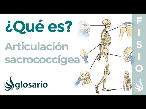 Video: ¿Dónde está la articulación sacrococcígea?