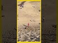 こういうのが1番楽しい #shorts