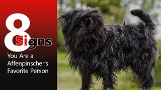 8 Signs You Are a Affenpinscher 's Favorite Person