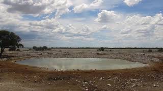 Okaukuejo Resort, Wildlife Waterhole: Live camera stream in the Etosha National Park in Namibia