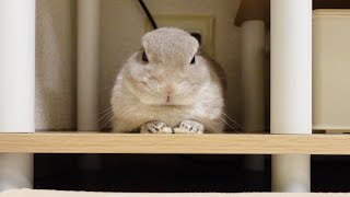危険な場所を縄張りにしてしまったうさぎさんに立ち退いてもらうよう交渉する飼い主