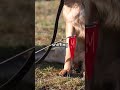 Heroic Dogs of WWII   #feed #facts #history #shortsfeed #military #real #shortvideo #ww2 #army