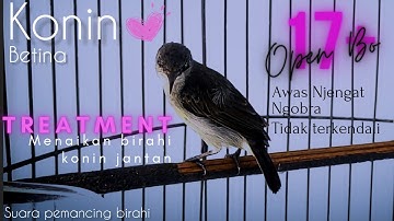 konin betina gacor pancing konin jantan ngobra birahi bongkar materi @mandorkicau