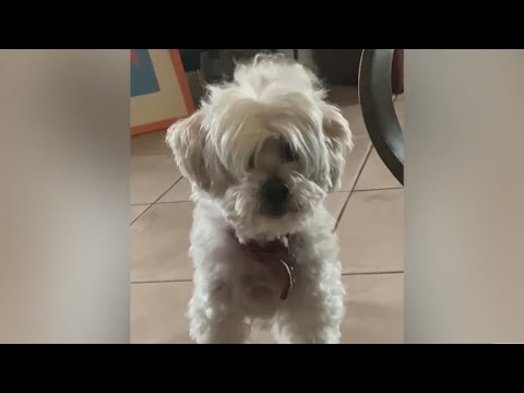 Videó: Hogyan tartsd meg a kutyádat a fodrászok közötti utazások között?