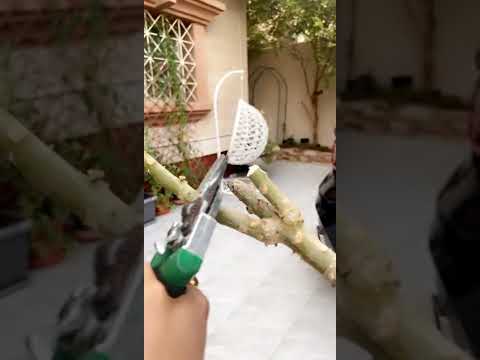 طريقة مكاثرة الياسمين الهندي بالعقل