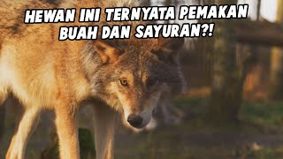 Ternyata Hewan Ini Pemakan Buah Dan Sayuran Juga Loh