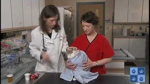 How to Give Your Cat a Pill