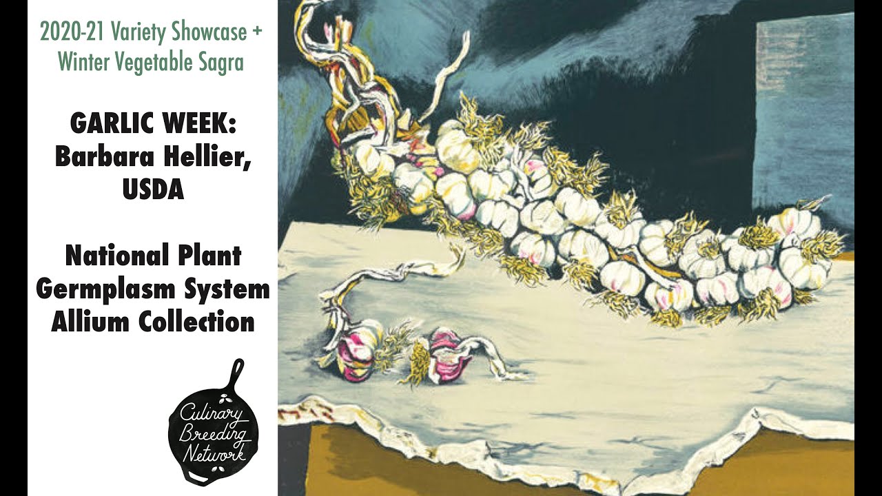 GARLIC WEEK Barbara Hellier, USDA, National Plant