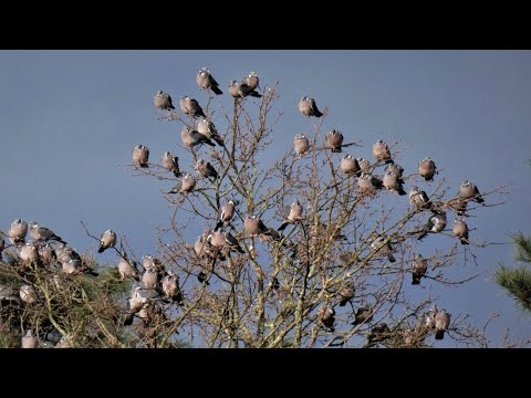 KARDA TAHTALI AVI PİGEONS / Охота на вяхиря #pigeon #pigeonlove #güvercin