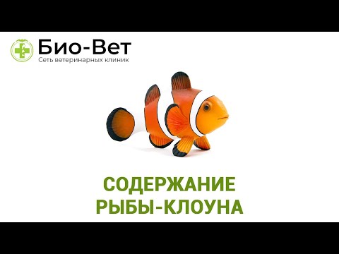 Рыба-Клоун Описание & Содержание Рыбы-Клоуна. Ветклиника Био-Вет