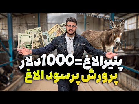 شیر الاغ خوردم برای اولین بار معرفی و قیمت محصولات الاغ