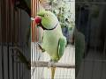 Parrot talking Mitthu 🥰 #cute #ytshorts