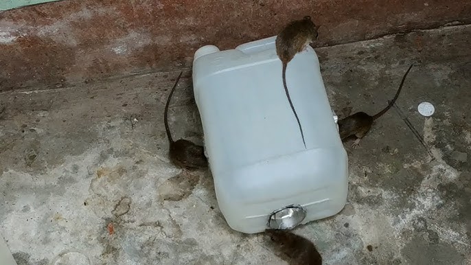 COMO HACER UNA TRAMPA para RATAS y RATONES super fácil con un bote