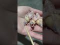 Rainbow Gouldian Finch Shares Bird-Keeping ExperienceRainbow Gouldian Finch Shares Bird-Keeping