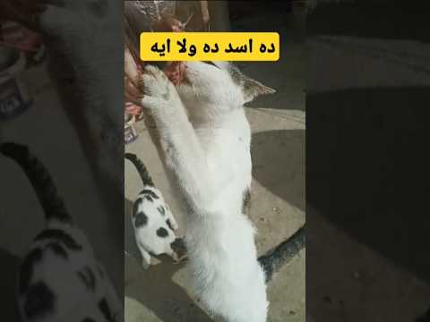 ده اسد ده ولا ايه