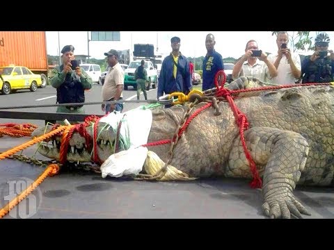 12 BIGGEST Animals Ever Caught