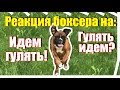 Смешная реакция боксера на - Идем гулять! гулять идем?