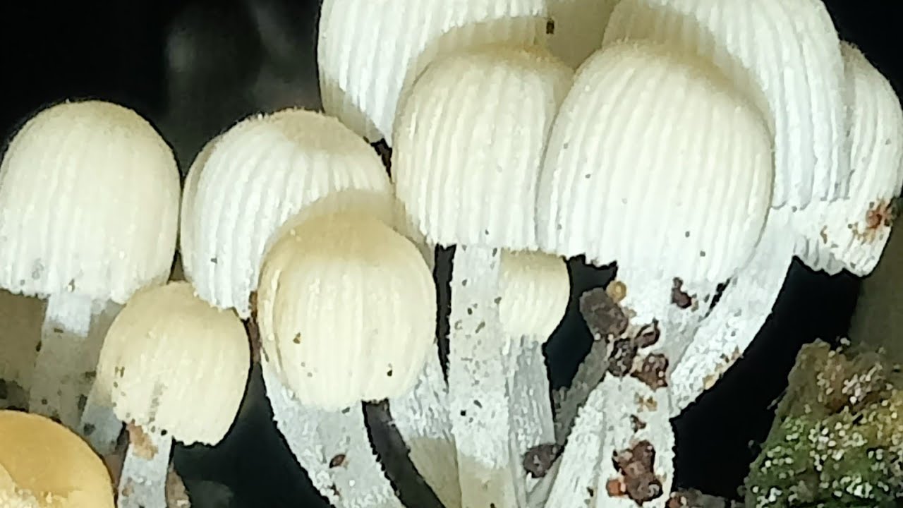 Coprinellus disseminatus mushroom
