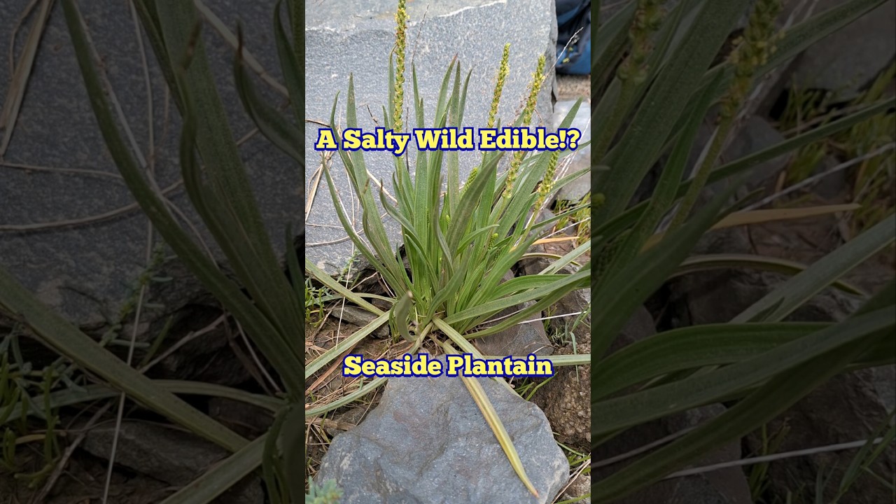 Seaside Plantain - Wild Edible Plant Foraging Near the Ocean #foraging #plants #plantain