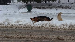 Un Câine zburdă în zăpadă, Funny Dog.