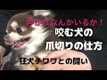 『咬む犬の爪切りの仕方』　本当に危険な爪切り　こんなに怒っている犬を見た事はありますか？