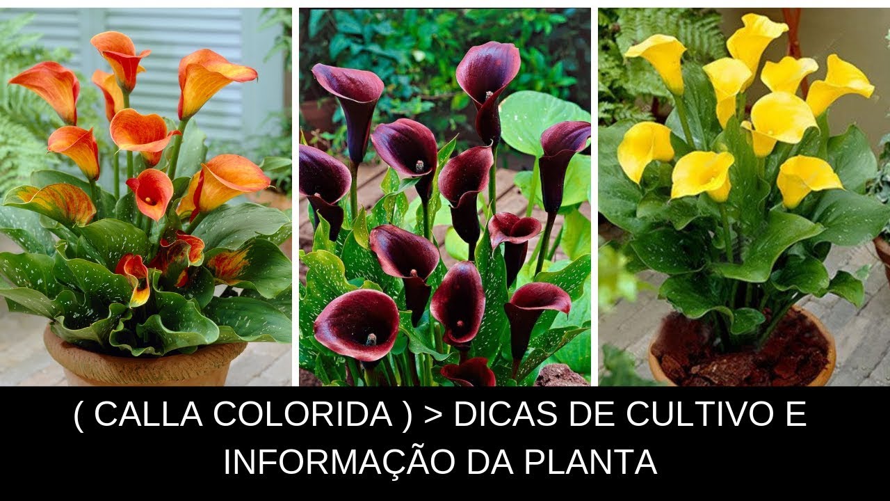 calla colorida - dicas de cultivo e informações técnica da planta ! -  thptnganamst.edu.vn