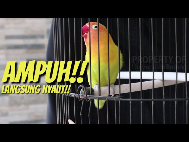 Ampuh banget! Suara pancingan lovebird ngekek panjang pasti langsung nyaut class=