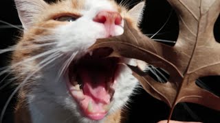 Cat Wants Leaf