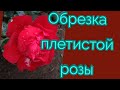 Обрезка рамблера (однократно цветущей розы).