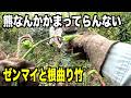 【山菜】夫婦で行けばクマも怖くない!2026-04-29(水)武七・妻七の山菜採り wildvegetables