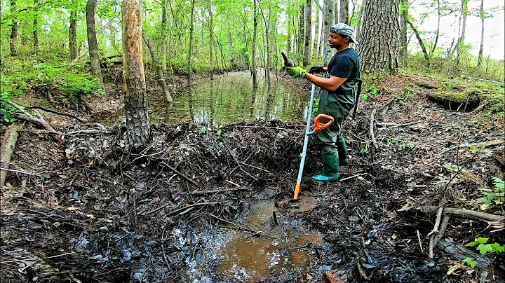 Beaver Dam Removal! || #Unclogging Problematic Cul...