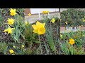 Daffodils ds       daffodilsflowerdaffodilsgardendaffodilflower