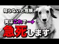 【知らないとヤバい】99%の飼い主が知らない犬が急死してしまう出来事