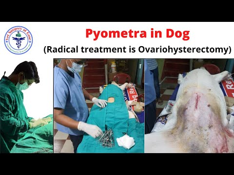 Видео: Pyometra - Нохой - Умайн өтгөрөлт