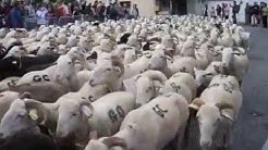 Transhumance en Barousse    Du Coté de Lacoume