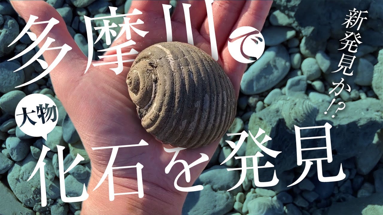 Thrilled! Found a major fossil in the Tama River after the water