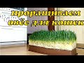 Как прорастить овёс,травка для животных